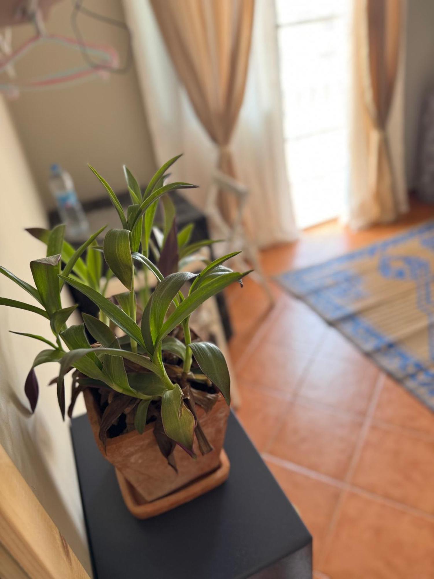 B&B Mi Ma Bo, Sal Rei, Boa Vista, Cape Verde, Free Wi-Fi Zewnętrze zdjęcie